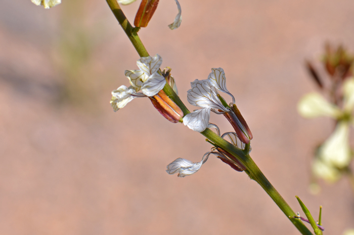 Salad Rocket flowers have 4 petals and 4 sepals that, together form a cross (reference to original family name Cruciferae). Eruca vesicaria ssp. sativa